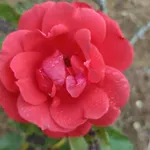 בית כפרי Quinta Do Castelo, De Pedra
