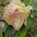 בית כפרי Quinta Do Castelo, De Pedra *