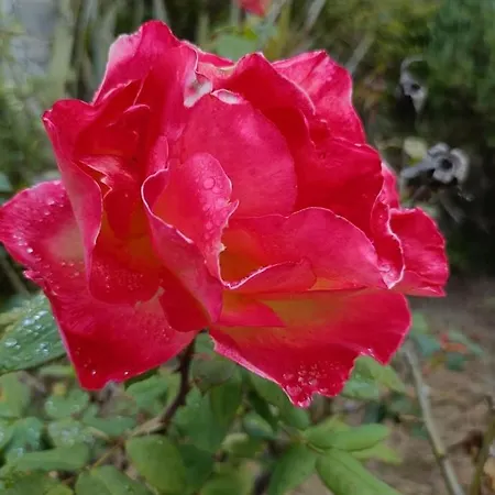 カントリーハウス Quinta Do Castelo, De Pedra