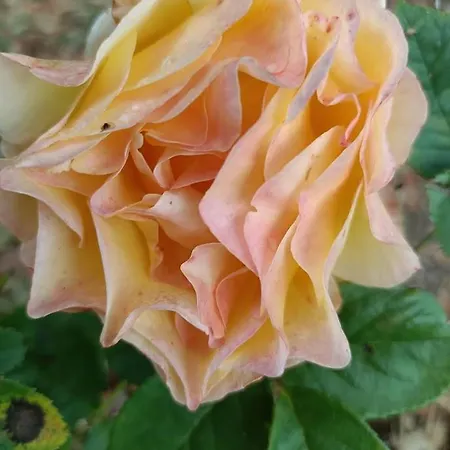 Quinta Do Castelo, De Pedra カントリーハウス Reguengo Grande