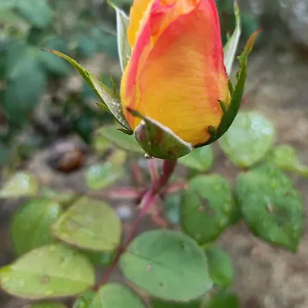 カントリーハウス Quinta Do Castelo, De Pedra